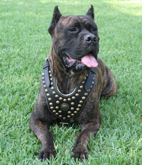 Royal Dog Harness -Cane Corso Exclusive Design Studded Leather Harness