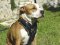 Exclusive Luxurious Handcrafted Padded Leather Dog Harness Perfect for your Amstaff H10