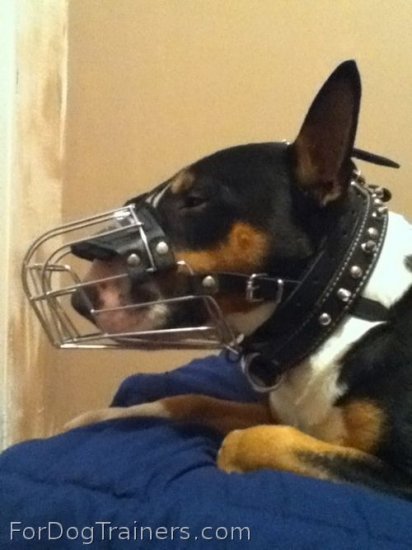 Kilo looking gorgeous in Wire Basket Dog Muzzle - M4light