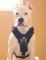 Exclusive Luxurious Handcrafted Padded Leather Dog Harness Perfect for your Argentine Dogo H10