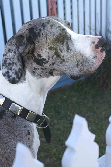 Gorgeous Zeus is wearing our War Dog Leather Dog Collar - Like in the movies - c83