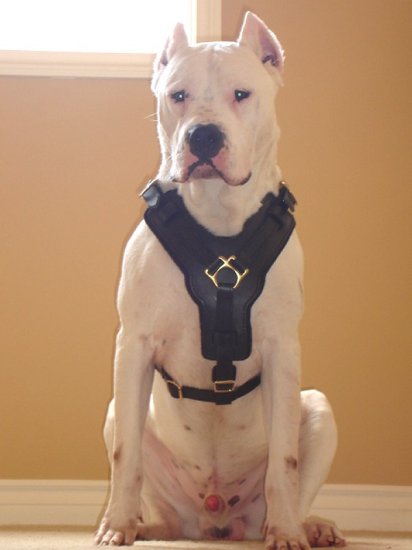 Exclusive Luxurious Handcrafted Padded Leather Dog Harness Perfect for your Argentine Dogo H10