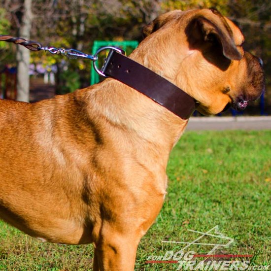 Wide Walking Leather Cane Corso Collar