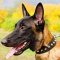 Weather Resistant Malinois Nylon Collar with Fashion Pyramids