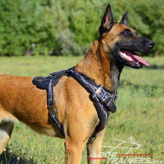 Malinois Handcrafted Leather Dog Harness with Barbed Wire Design