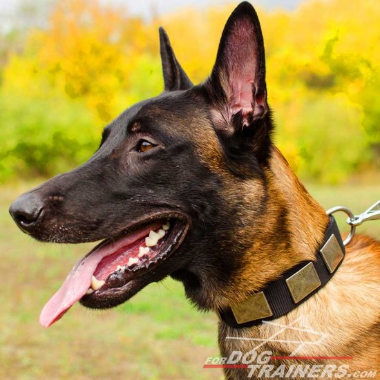 Attractive Malinois Nylon Collar with Silver Plates