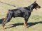 Nylon multi-purpose dog harness for tracking/pulling Doberman