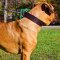 Wide Walking Leather Cane Corso Collar