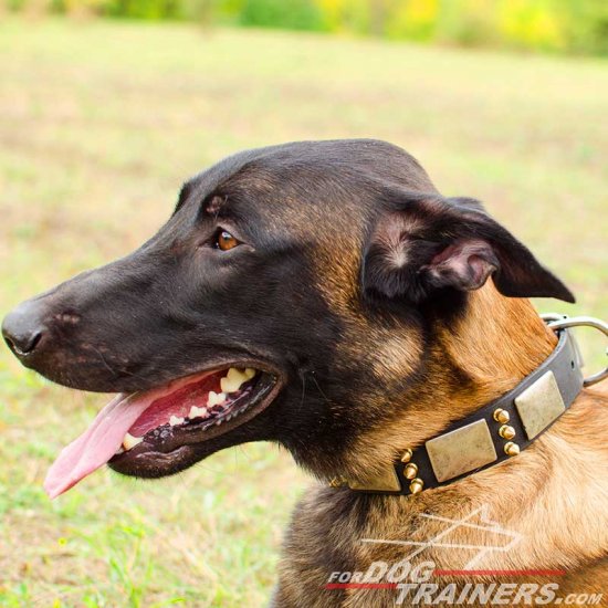 Malinois Sensational War Leather Collar with Nickel Plates and Brass Spikes