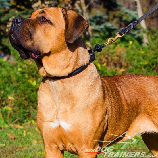 NEW 2017 Exclusive Round leather silent training Cane Corso choke collar