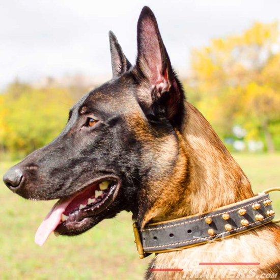 Malinois Chic Spiky Leather Collar with Nappa Padding