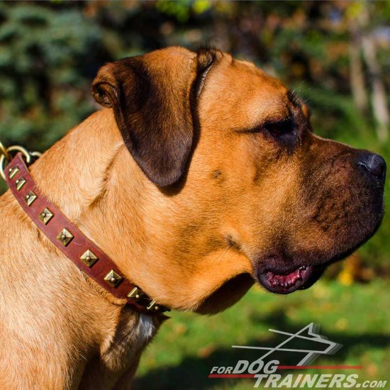 Studded Hand-Made Leather Cane Corso Collar