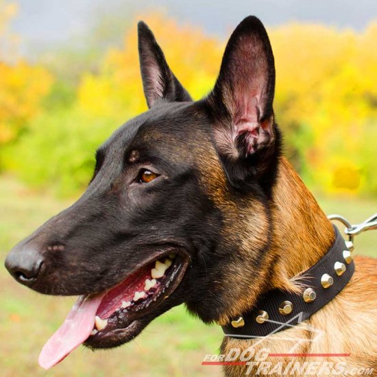 Weather Resistant Malinois Nylon Collar with Fashion Pyramids