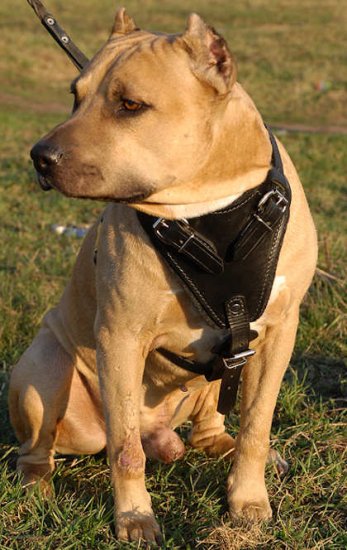 Agitation/Protection Leather Dog Harness for Amstaff/terrier - Click Image to Close