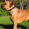 Multipurpose Leather Cane Corso Collar