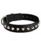 Fashionable Nylon Dog Collar