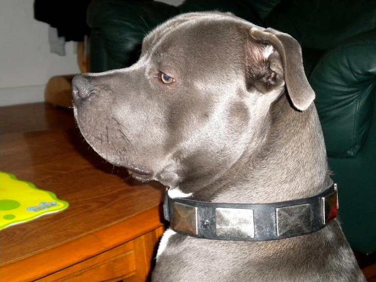 Handsome Raider showing off Impressive Design Leather Pitbull Collar