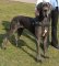 Tracking/Pulling Leather Dog Harness- Great Dane harness