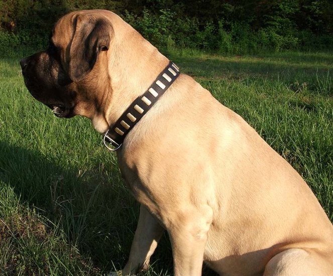 Wide Leather Dog Collar - Fashion Exclusive Design - Special33plates - Click Image to Close