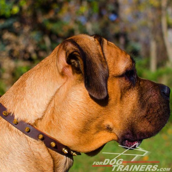 Chic Walking Spiked Leather Cane Corso Collar