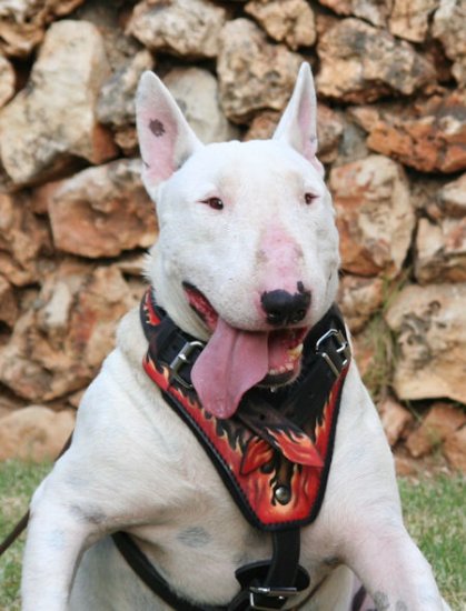 Bull Terrier exclusive FLAMES design leather harness H1(FLAMES)