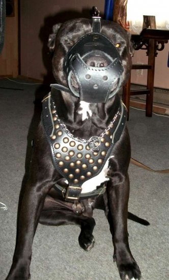 Pitbull Captain Black in our Studded leather dog harness- H15