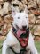 Bull Terrier exclusive FLAMES design leather harness H1(FLAMES)