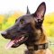 Malinois Impressive War-like Leather Collar with Plates