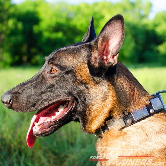 Malinois Designer Leather Collar With Vintage Nickel Plates and Pyramids - Click Image to Close