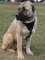 Designer Leather Dog Harness - Anatolian Shepherd