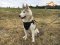 Multifunctional Nylon Siberian Husky Harness for Gorgeous Jimmy