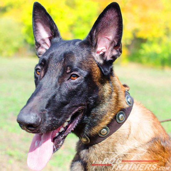 Malinois Leather Dog Collar with Fashionable Adornments