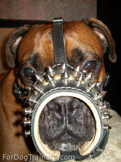 Boris looks powerful in Padded dog muzzle with spikes for all breeds M61