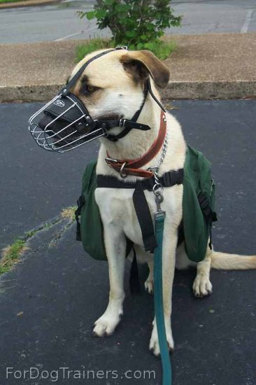 Tonka is happy about wearing his Basket Dog Muzzle (All Sizes)