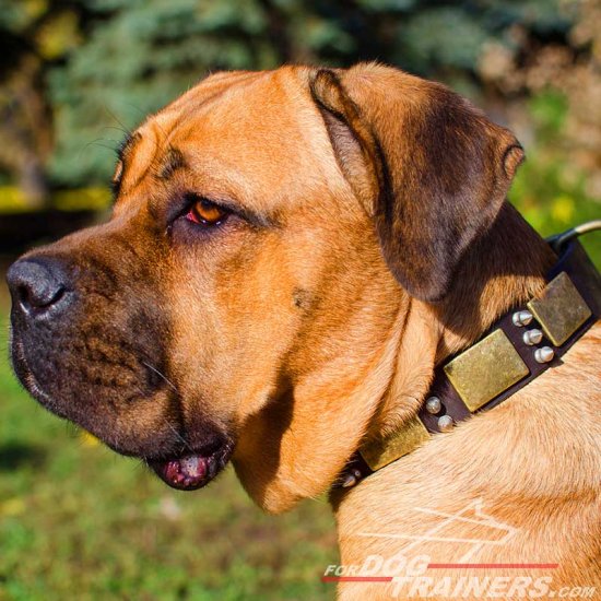 Gorgeous War Leather Cane Corso Collar with Old Massive Plates and Spikes - Click Image to Close