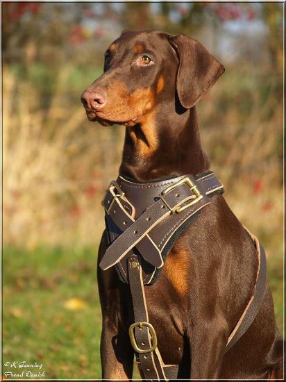 Protection/Agitation/Attack Best Leather Dog Harness H1