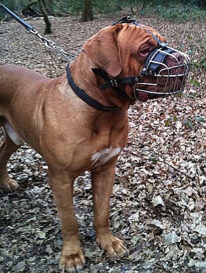 Dogue De Bordeaux Basket Wire Dog Muzzle - M4-Ray