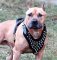 Spiked Walking dog harness made of leather And Created To Fit Amstaff and similar breeds - product code H9