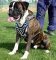 Spike Leather Dog Harness for Boxer