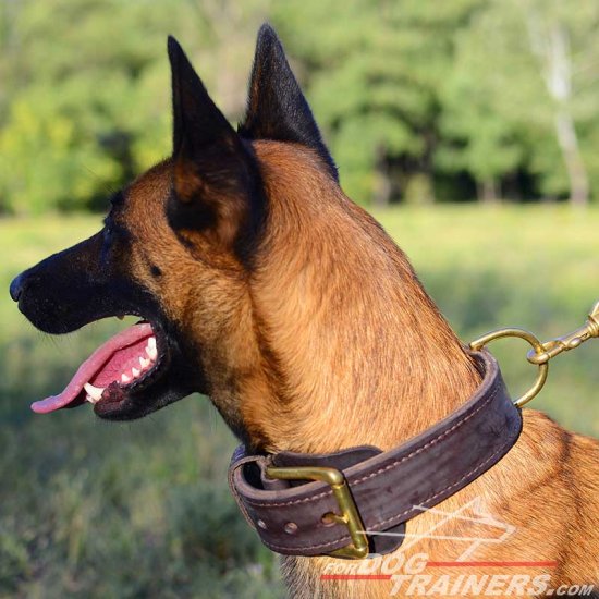 Malinois 2 ply Leather Agitation Training Collar