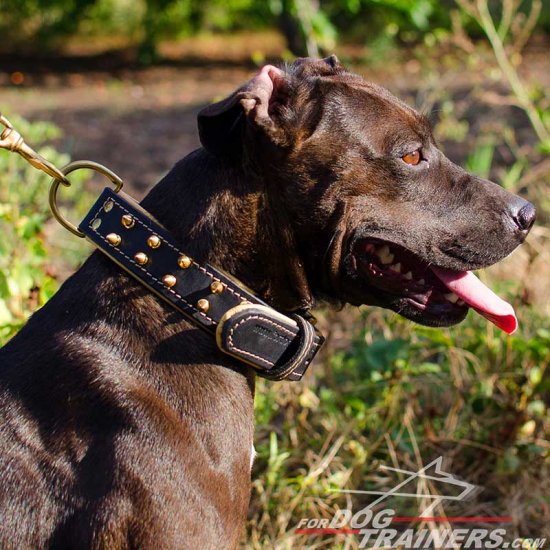 Fashionable Leather Pitbull Collar with Two Rows of Brass Spikes
