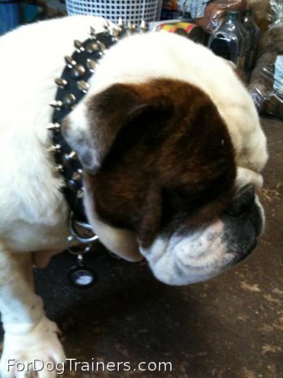 Bruce has pleasant look in 20%Discount - 3 Rows Leather Spiked and Studded Dog Collar -S55