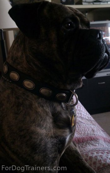 Lou is awesome in Retro Rulz - Gorgeous Vintage Dog Leather Collar - C103_1 - Click Image to Close