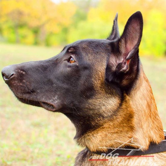 Elegant Malinois Leather Collar (1 inch, 2.5cm width)