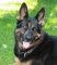 Xander German Shepherd looks happy with his new FUR SAVER - 51604(02) ( Made in Germany )