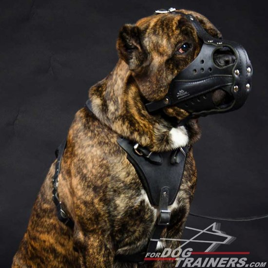 Cane Corso Dogs Working Muzzle for Everyday Training Walking