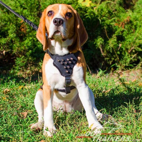 Maximum Control and Reliability Leather Beagle Harness with Spiked Delicate Chest - Click Image to Close