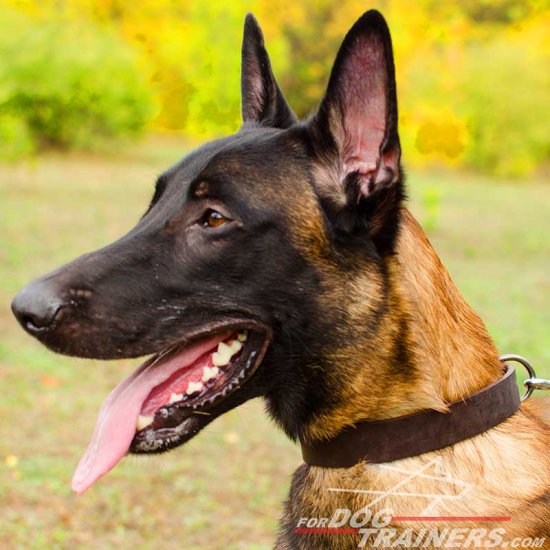 Ergonomic Malinois Leather Collar (1 1/5 inch, 3cm width)