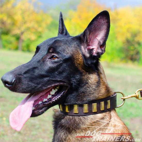 Malinois Magnificent Leather Collar for Walking and Training