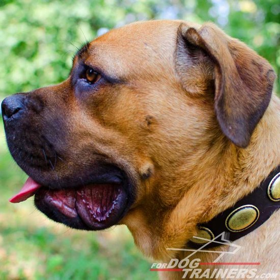 Cane Corso Gorgeous Vintage Dog Leather Collar